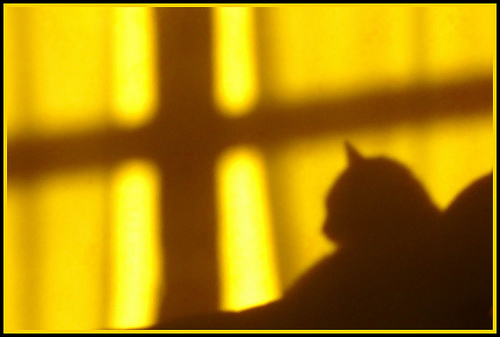 cats-shadow-difonatura
